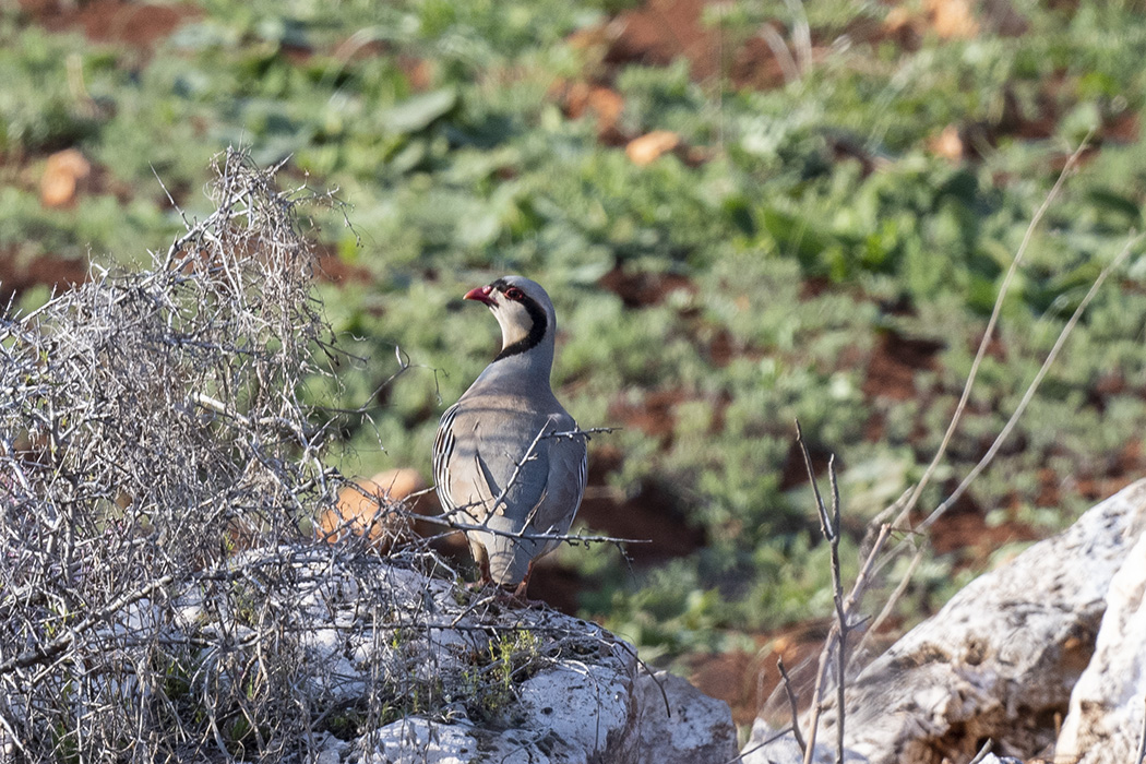 Chukar